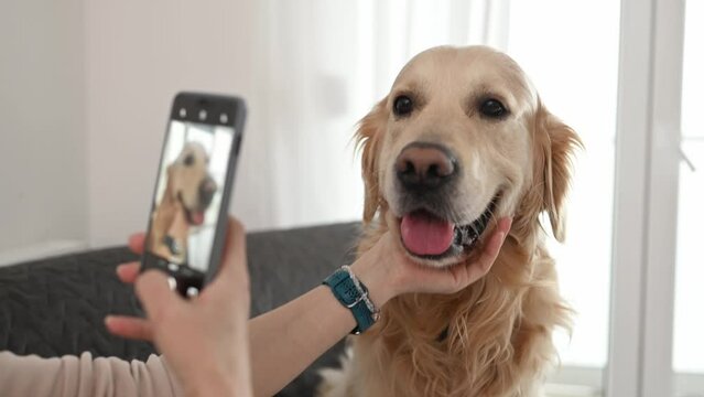 Girl hand with smartphone taking photo of golden retriever dog at home. Young woman photograph creates purebred pet doggy shots with mobile phone camera
