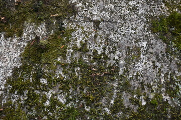 Textura musgo sobre roca