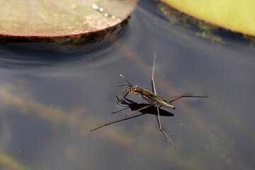 water strider