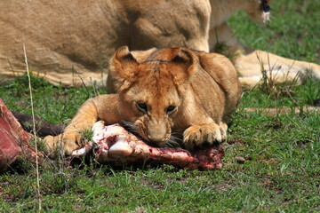 Close-up of a lion cub chewing on buffalo bone, lioness resting beside him