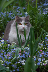 Naklejka na ściany i meble Blue forget-me-not flowers on spring meadow and cat