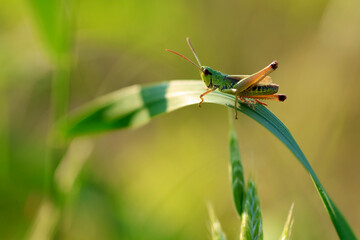 grasshopper
