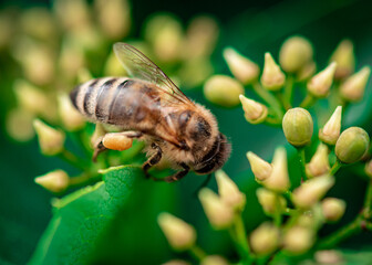a honey bee collects honey on a flower, bee on a yellow flower close up 