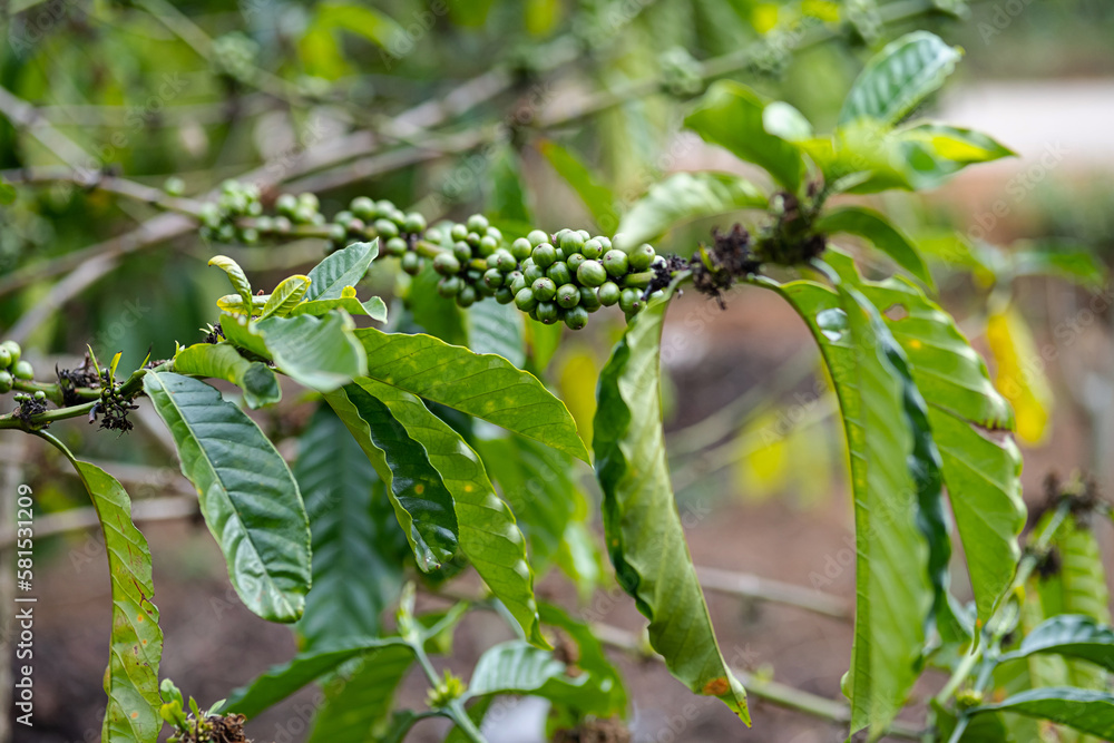 Wall mural coffee beans on coffee trees plantation, close up. organic coffee berries in tropical garden.