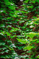 Ivy, Hedera helix or European ivy climbing on rough bark of a tree. Close up photo.