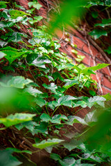 Ivy, Hedera helix or European ivy climbing on rough bark of a tree. Close up photo.
