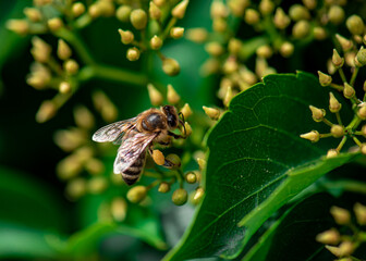 a honey bee collects honey on a flower, bee on a yellow flower close up 