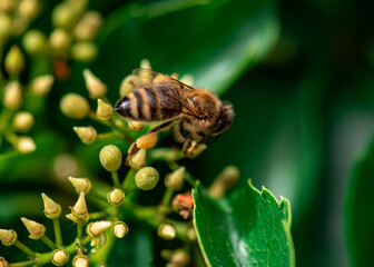a honey bee collects honey on a flower, bee on a yellow flower close up 