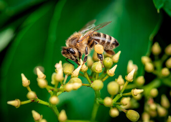 a honey bee collects honey on a flower, bee on a yellow flower close up 