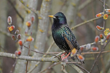 European Starling surrounded by willow buds