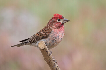 Male Cassin's Finch perched on a stick in front of a soft background