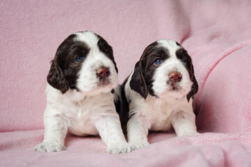 english springer spaniel puppy on a pink background