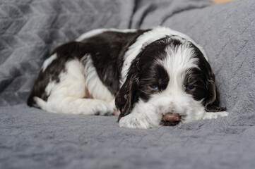 english springer spaniel puppy on a gray background