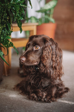 brown spaniel dog in plants at home