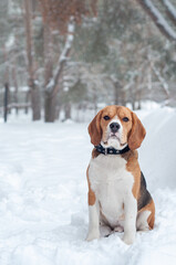 beagle dog in winter with snow