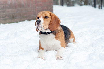beagle dog in winter with snow