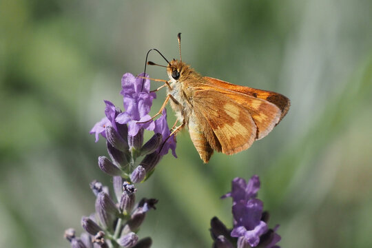 Woodland Skipper feeding on a lavender blossom