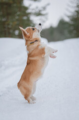 corgi puppy in snowy forest in winter