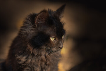 Pathetic street homeless cat. Homeless stray cat on the rustic street.