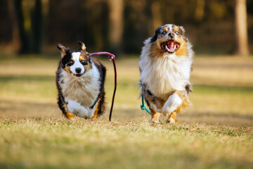 two australian shepherd dogs running towards the photographer in a city park. 
