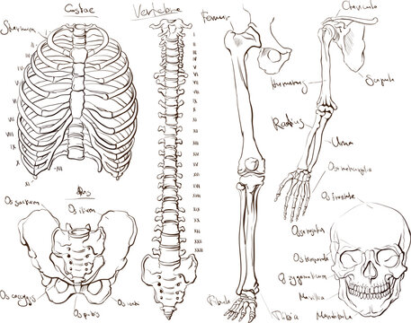 Anatomy of human body, hand drawn bones
