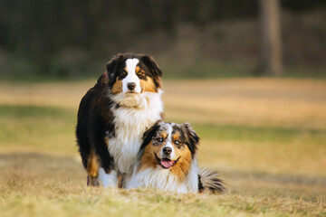 Naklejka na ściany i meble two australian shepherd dogs sitting close to each other in a city park and looking towards the camera. 
