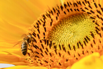 bee on a sunflower