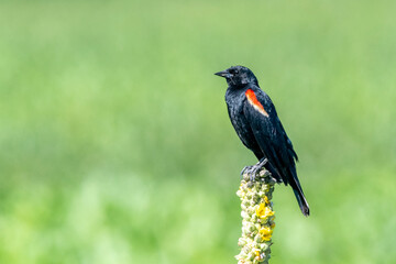 Red-winged Blackbird