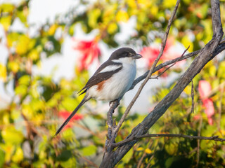 Southern fiscal or fiscal shrike (Lanius collaris)