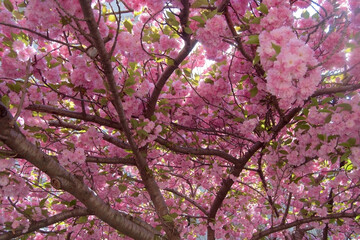 hanami under spring cherry tree sakura viewing blossoms prunus kanzan serrulata