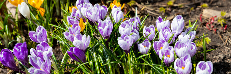 Beautiful Nature Spring Background. First spring flowers. Floral template with blooming purple crocus flowers close-up. Wallpaper or Web Banner for design.Violet crocus flowers in garden