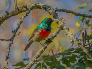 Greater double-collared sunbird (Cinnyris afer)