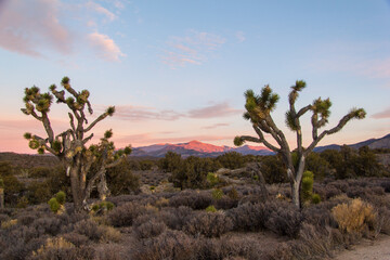 Views in the Mojave Desert at sunset