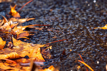 Newly laid frog eggs from European common brown frog, Rana temporaria, in a frog pond in Sibiu,...