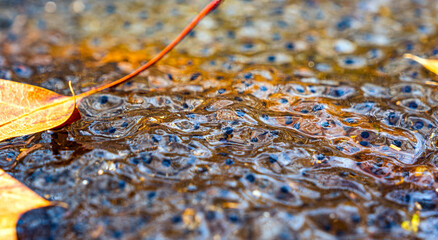 Newly laid frog eggs from European common brown frog, Rana temporaria, in a frog pond in Sibiu,...