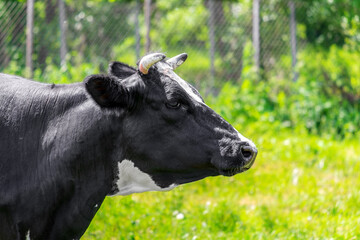Obraz na płótnie Canvas A thoroughbred cow in a summer pasture. Portrait. Profile view. Close up