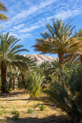 Fototapeta na wymiar Palm trees organized in a grid at a date farm in the Mojave desert of California.