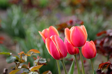 Fototapeta premium Red tulips in the garden in the middle of a sunny spring day with a landscape of green grass and blue sky. Beautiful flower background