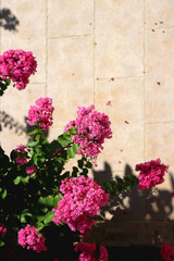 Fototapeta na wymiar Vibrant pink flowers on Tuscarora Crape Myrtle tree in a garden. Selective focus.