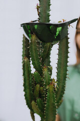 Close-up glasses of a specialist and beauty master on a green cactus in a laser hair removal beauty salon