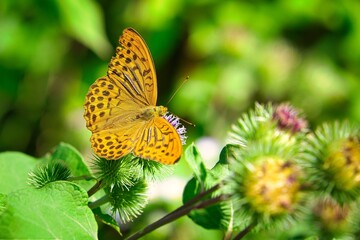 butterfly on flower