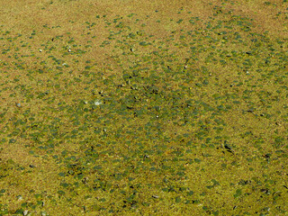 Pond or lake covered with green duckweed carpets. Polluted dirty standing water. Ecological problem, debris floating on river swamp in the city. Environmental pollution concept.

