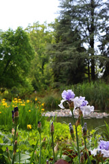 Iris Reverse Amoena flowers by the lake. Selective focus.