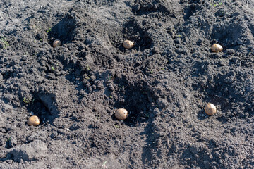 Potatoes lie in the soil with fertilizers. Planting potatoes