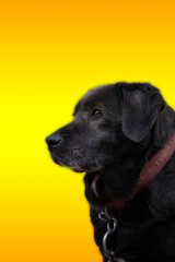 Black and white labrador portrait, yellow background, chain and red strap around the dog's neck