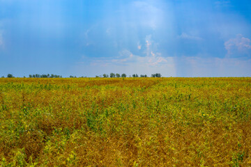 Summer sunny green hills under a blue sky.