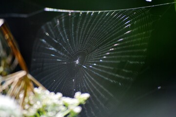 spider web on a plant