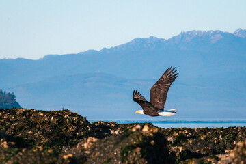 American bald eagle in flight over the ocean