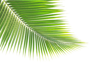Green coconut lef on transparent background (PNG File).