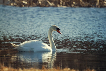 white swan on water illuminated by sunlight on blurred background
